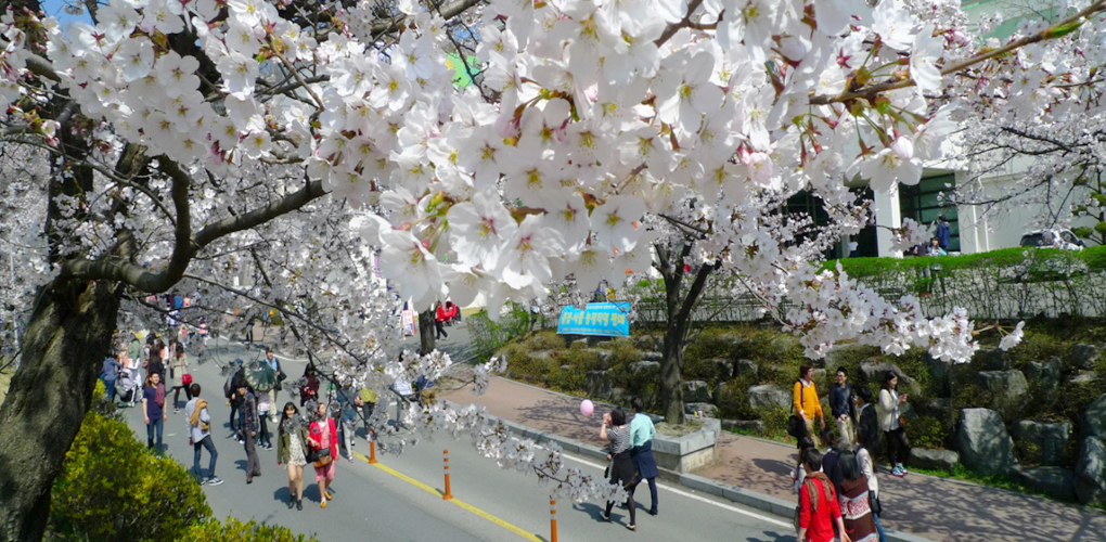Chungnam National University Cherry Blossom Path image1