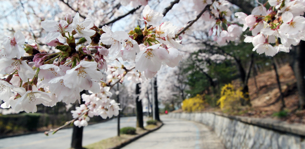 Chungnam National University Cherry Blossom Path image2