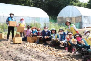 유성구 자원봉사협의회 감자캐기 행사