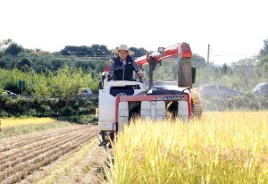 벼베기 행사